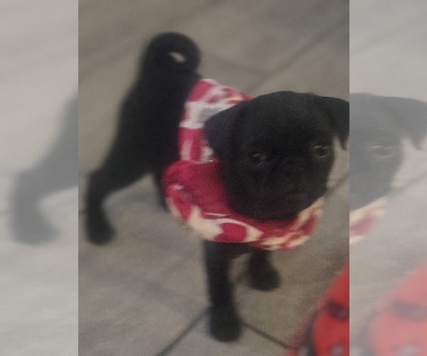 Medium Photo #6 Pug Puppy For Sale in RICHMOND, TX, USA