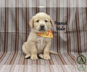 Medium Golden Labrador
