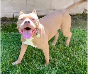 Mutt Dogs for adoption in Bakersfield, CA, USA