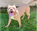 *HENRY - Male Mutt Dog for Adoption - Small photo
