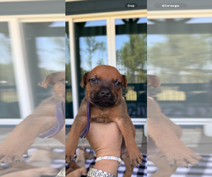 Labrador Retriever-Unknown Mix Dogs for adoption in Holly Springs, NC, USA
