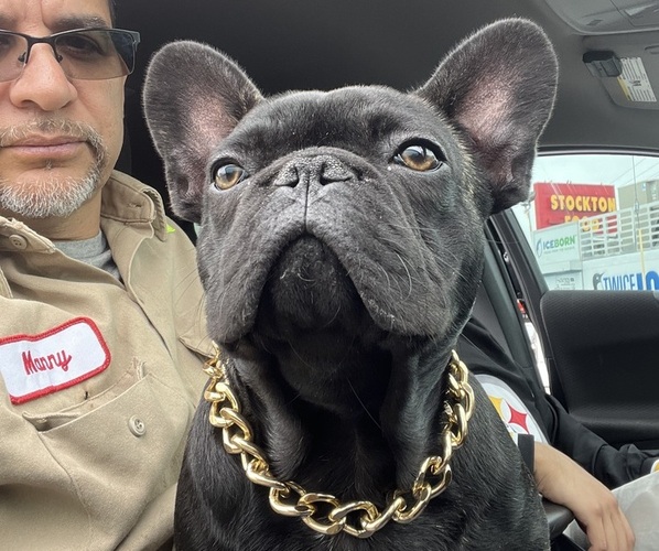 Medium Photo #1 French Bulldog Puppy For Sale in STOCKTON, CA, USA