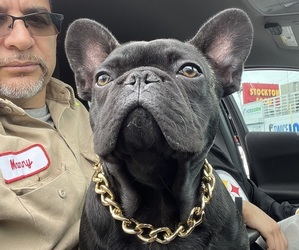 Father of the French Bulldog puppies born on 07/19/2025