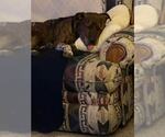 Small #2 American Pit Bull Terrier