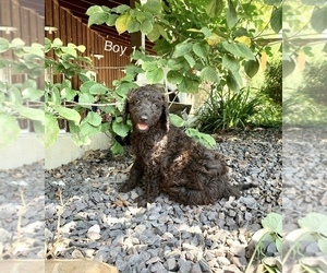 Goldendoodle-Unknown Mix Puppy for sale in MONTGOMERY, IN, USA