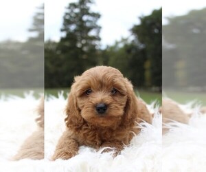Goldendoodle (Miniature) Puppy for sale in MOUNT DORA, FL, USA