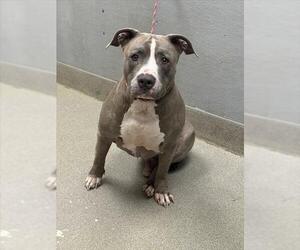 American Pit Bull Terrier-Unknown Mix Dogs for adoption in Las Vegas, NV, USA