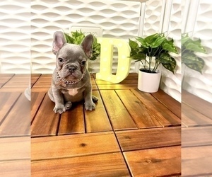 French Bulldog Puppy for sale in LOS ANGELES, CA, USA