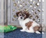 Small #3 ShihPoo