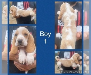 Basset Hound Puppy for sale in GERBER, CA, USA