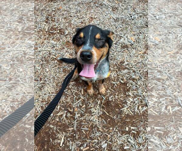 Medium Photo #2 Mutt Puppy For Sale in The Woodlands, TX, USA