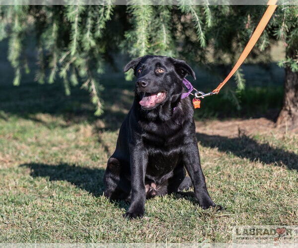 Medium Photo #4 Labrador Retriever-Unknown Mix Puppy For Sale in Clovis, CA, USA