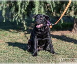 Small #3 Labrador Retriever Mix