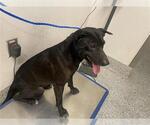 Small American Pit Bull Terrier Mix