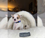 Small Chihuahua