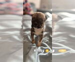 Small Labrador Retriever Mix