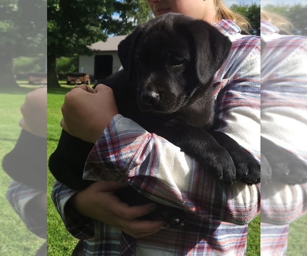 Medium Photo #2 Labrador Retriever Puppy For Sale in GENEVA, NY, USA