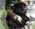 Small Photo #2 Labrador Retriever Puppy For Sale in GENEVA, NY, USA