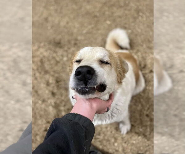 Medium Photo #4 Great Pyrenees-Unknown Mix Puppy For Sale in Maryville, TN, USA