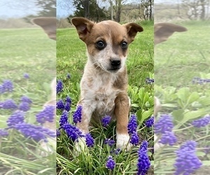 Australian Cattle Dog-Border Collie Mix Puppy for sale in HILLSBORO, WI, USA