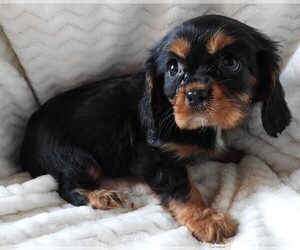 Cavalier King Charles Spaniel Puppy for sale in CARLISLE, KY, USA