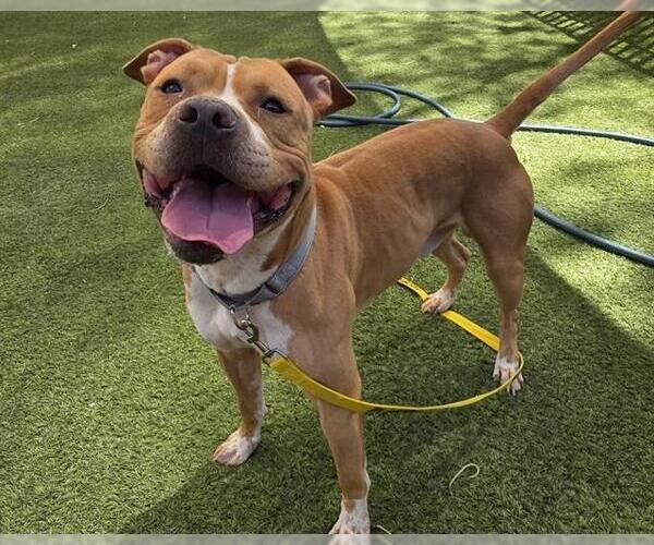 Medium Photo #1 American Pit Bull Terrier-Unknown Mix Puppy For Sale in Las Vegas, NV, USA