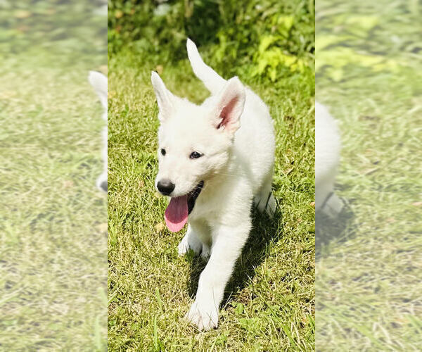 Medium Photo #5 German Shepherd Dog Puppy For Sale in CARDINGTON, OH, USA
