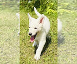 Sadie - Female German Shepherd Dog Puppy for Sale - Photo #5