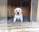 Puppy Magnus Labrador Retriever