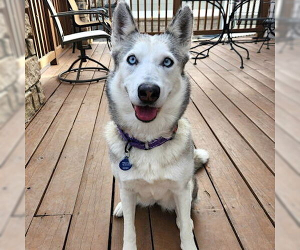 Medium Photo #2 Siberian Husky Puppy For Sale in Omaha, NE, USA