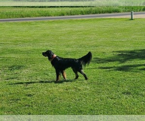 Father of the Gordon Setter puppies born on 07/07/2022