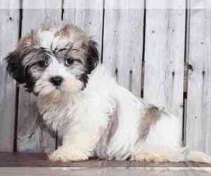 Medium Shih Tzu