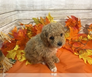 Cavapoo Puppy for Sale in FULTON, Kansas USA