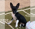 Small #3 Chihuahua