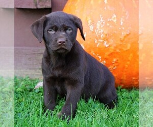 Labrador Retriever Puppy for sale in FREDERICKSBG, OH, USA