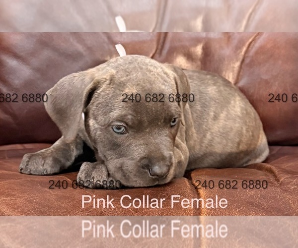 Medium Photo #1 Cane Corso Puppy For Sale in LA PLATA, MD, USA