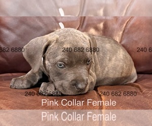 Medium Cane Corso