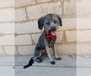 Poodle (Miniature)-Unknown Mix Dogs for adoption in Corona, CA, USA