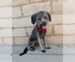 Violet - Female Poodle (Miniature)-Unknown Mix Dog for Adoption - Small photo