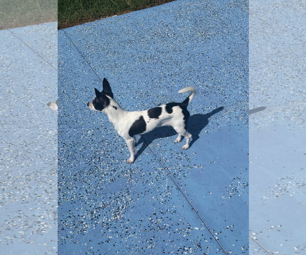 Medium Photo #10 Chihuahua-Unknown Mix Puppy For Sale in Valrico, FL, USA