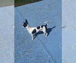 Small #9 Chihuahua Mix
