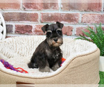 Small #6 Schnauzer (Miniature)