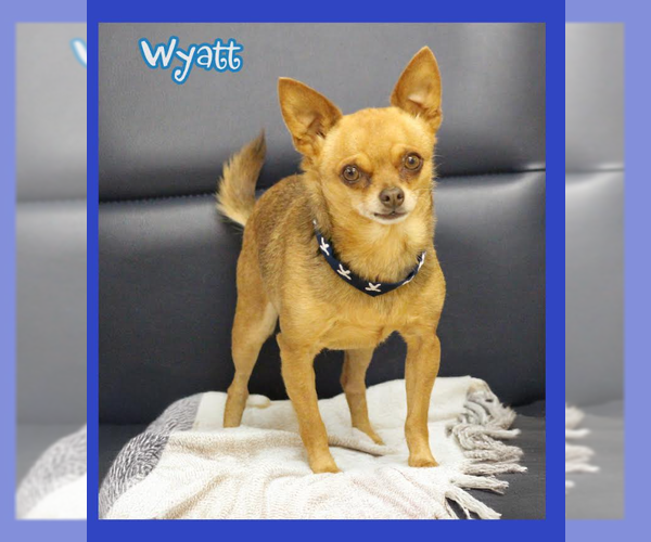 Medium Photo #1 Chihuahua-Unknown Mix Puppy For Sale in Cranston, RI, USA