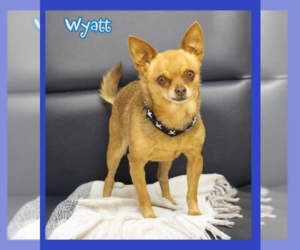 Chihuahua-Unknown Mix Dogs for adoption in Cranston, RI, USA