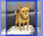 Small Chihuahua Mix