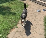 Small Photo #1 English Shepherd-Great Pyrenees Mix Puppy For Sale in WEST LEXINGTON, VA, USA