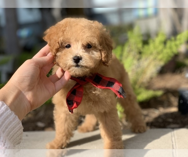 Medium Photo #5 Poodle (Toy) Puppy For Sale in HOUSTON, TX, USA