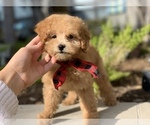 Small Photo #5 Poodle (Toy) Puppy For Sale in HOUSTON, TX, USA