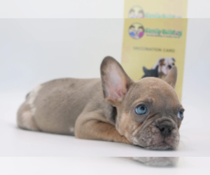 French Bulldog Puppy for sale in SAGAPONACK, NY, USA