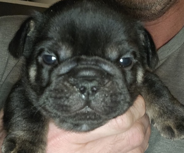Medium Photo #17 French Bulldog Puppy For Sale in FENTON, MO, USA